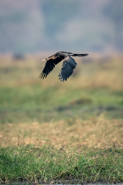 Αφρικανικό Βελάκι Πετάει Κατά Μήκος Όχθης Ποταμού Χαμηλώνοντας Φτερά — Φωτογραφία Αρχείου