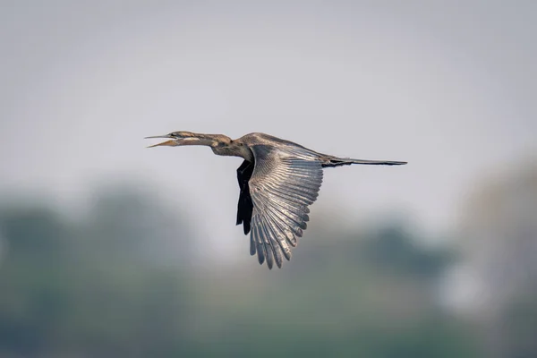 African Darter Flies Opening Beak Wings Lowered — Stock Photo, Image
