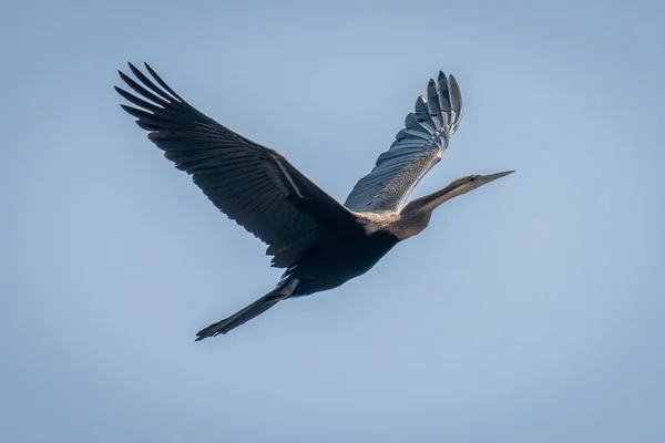 Afrikanischer Darter Fliegt Durch Perfekten Blauen Himmel — Stockfoto