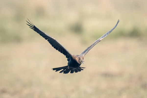 Afrikanischer Darter Fliegt Auf Kamera — Stockfoto