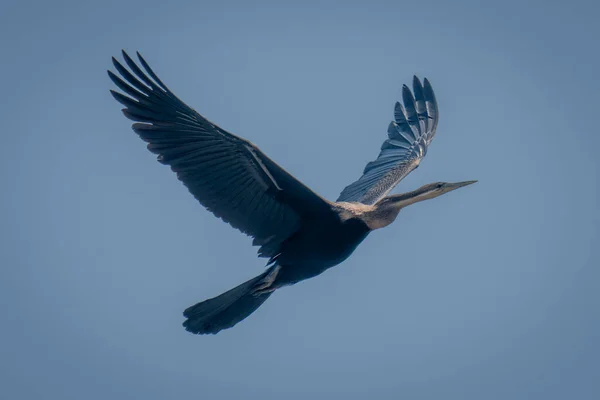 Afrika Dartı Gökyüzünde Kanat Çırparak Uçar — Stok fotoğraf