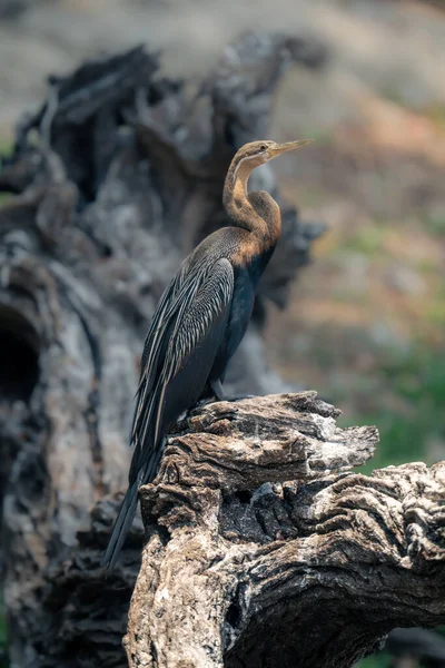African Darter Stump Covered Guano — Stock Photo, Image