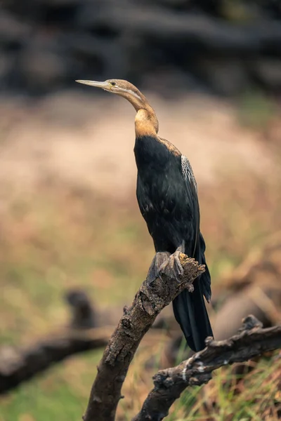 아프리카 다서새는 나뭇가지에서 카메라를 — 스톡 사진