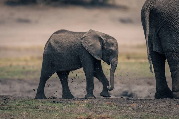 Słoń Afrykański Cielę Idzie Matką Wzdłuż Brzegu Rzeki — Zdjęcie stockowe