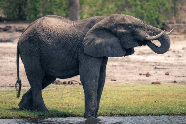 Afrikanischer Elefant Trinkt Mit Rüssel Aus Fluss — Stockfoto