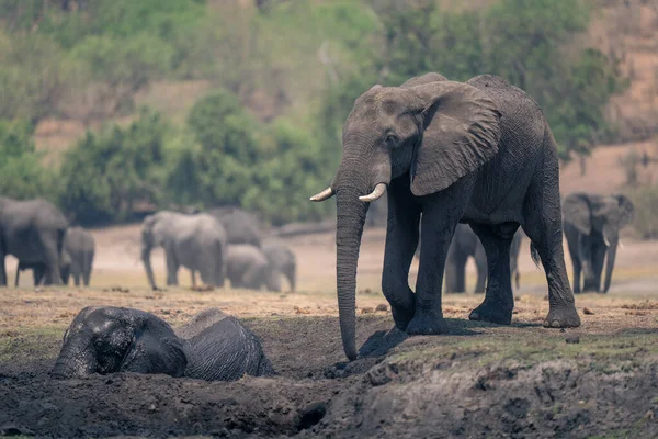 Африканский Слон Стоит Рядом Другим Грязи — стоковое фото
