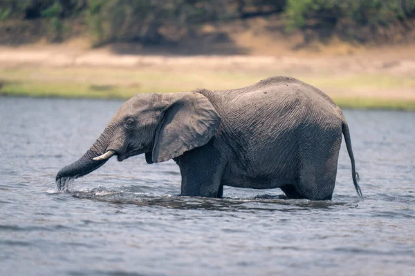 Éléphant Afrique Boit Dans Une Rivière Peu Profonde — Photo