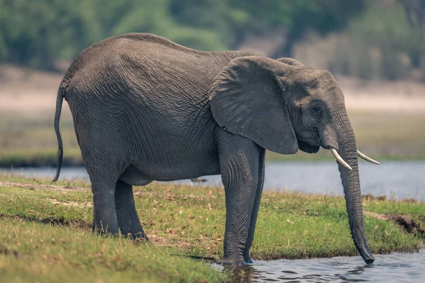 Afrikanischer Elefant Trinkt Wasser Mit Rüssel — Stockfoto