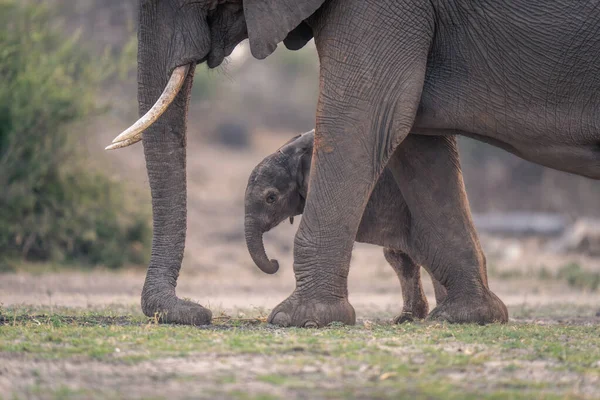 非洲象站在靠近婴儿的地方吃草 — 图库照片