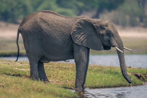 Elefante Africano Permanece Goteando Agua Del Tronco — Foto de Stock