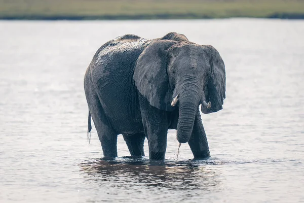 Elefante Africano Encuentra Río Goteando Agua — Foto de Stock