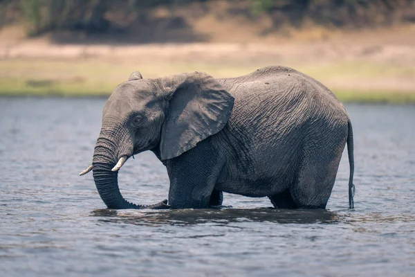 Afrikanischer Elefant Steht Fluss Ufernähe — Stockfoto