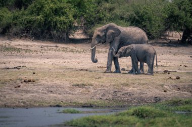 Afrika fili buzağıyla nehir kıyısında duruyor