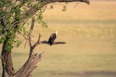 Daldaki Afrika balık kartalı başını çeviriyor