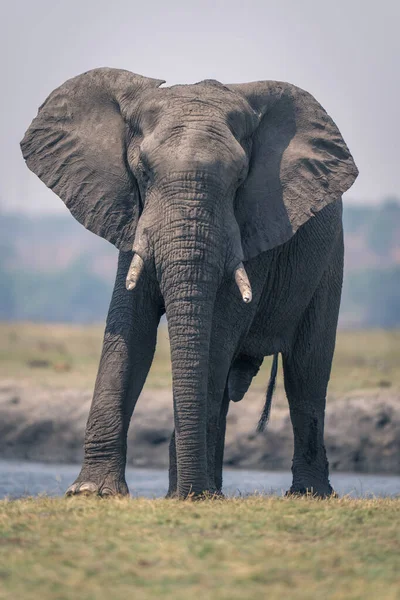 Африканский Слон Стоит Траве Реки — стоковое фото