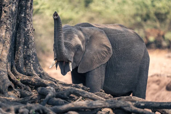 アフリカゾウは木で幹を育てる — ストック写真