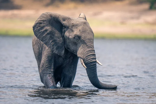 アフリカゾウは川で頭を回して立っている — ストック写真