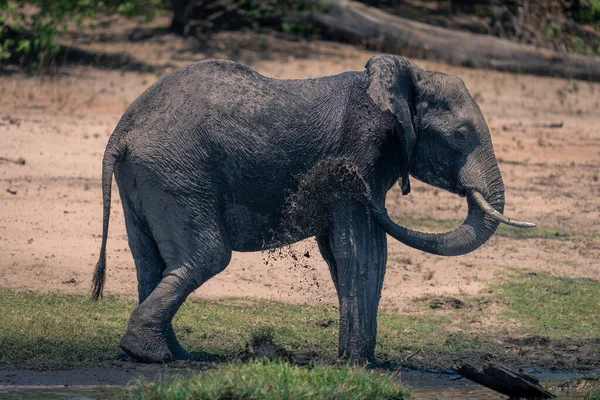 Afrikanischer Elefant Versprüht Schlamm Ufer — Stockfoto