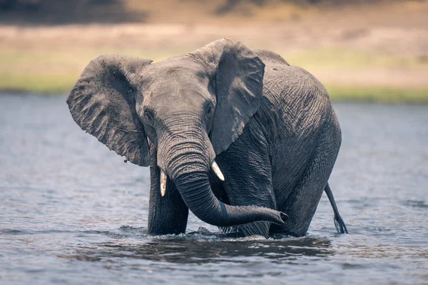 非洲象站在河里的摇动树干上 — 图库照片