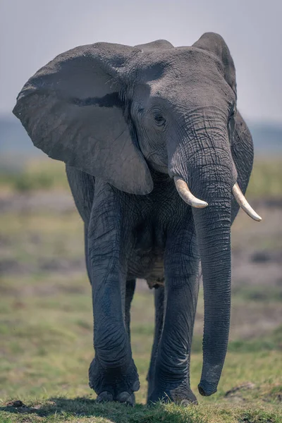 Słoń Afrykański Idzie Wzdłuż Brzegu Rzeki Kierunku Kamery — Zdjęcie stockowe