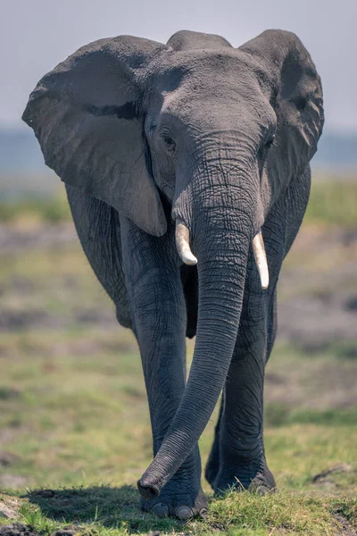 非洲象沿着河岸走向摄像机 — 图库照片