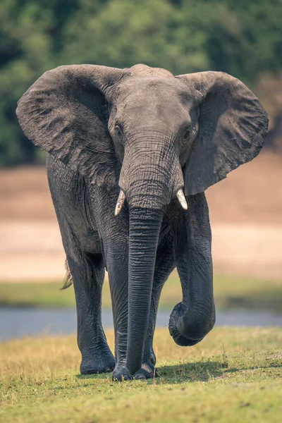 African elephant walks along riverbank lifting foot