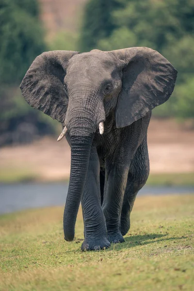 Słoń Afrykański Idzie Wzdłuż Brzegu Rzeki Kamery — Zdjęcie stockowe
