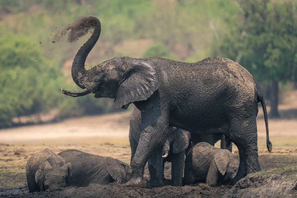 Słoń Afrykański Stoi Tryskając Ziemią Grzbiecie — Zdjęcie stockowe