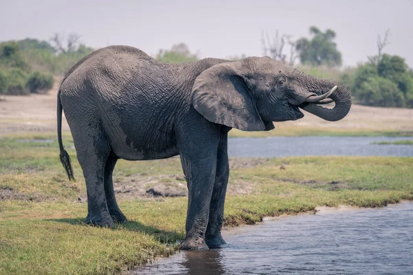 Elefante Africano Con Tronco Boca — Foto de Stock