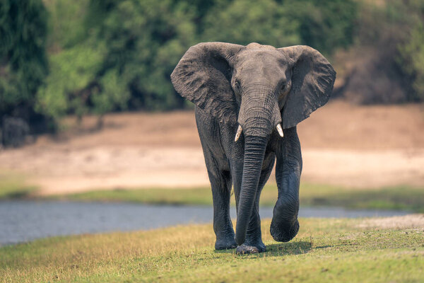 African elephant walks down riverbank lifting foot