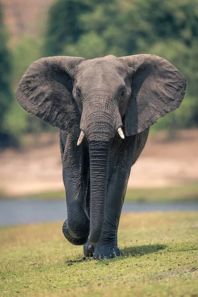 African elephant walks along riverbank raising foot
