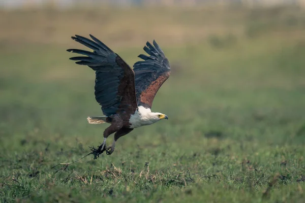African Fish Eagle Crosses Floodplain Carrying Grass — Stock Photo, Image