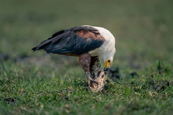 Águila Africana Alimenta Peces Muertos —  Fotos de Stock