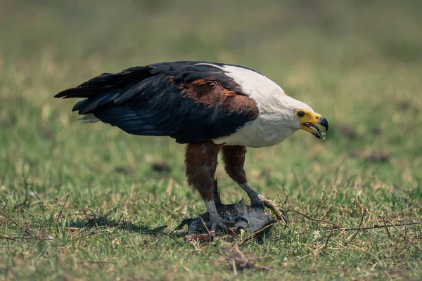 Águila Africana Come Pescado Llanura Inundable — Foto de Stock