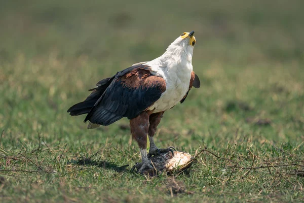 Africanos Peces Águila Pollas Cabeza Hierba —  Fotos de Stock