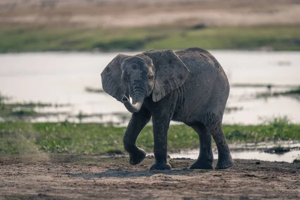 African elephant walks by river lifting foot