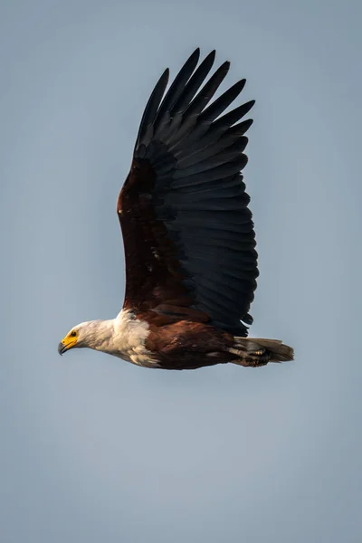 African Fish Eagle Flaps Wings Sky — Stock Photo, Image