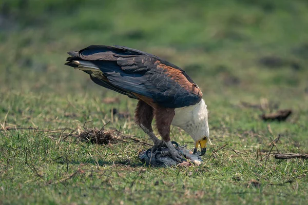 Afrikanischer Fischadler Frisst Fisch Auf Gras — Stockfoto