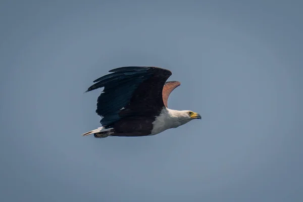 Aigle Poisson Africain Vole Contre Ciel Bleu — Photo