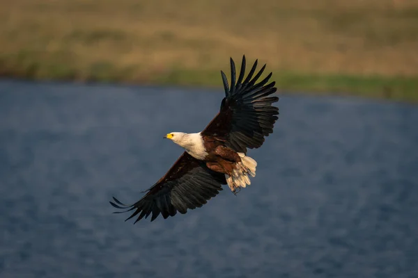 Águila Pescadora Africana Vuela Sobre Río Tranquilo — Foto de Stock