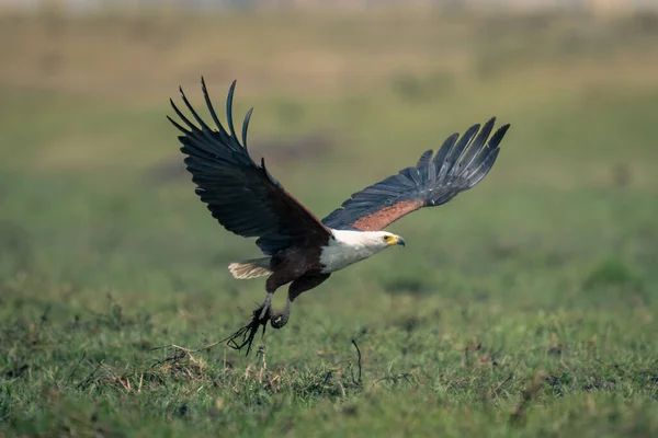 Afrikaanse Visarend Vliegt Laag Strekkende Vleugels — Stockfoto