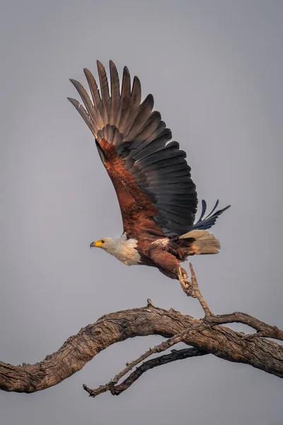 Afrikanischer Fischadler Fliegt Von Verdrehtem Ast — Stockfoto
