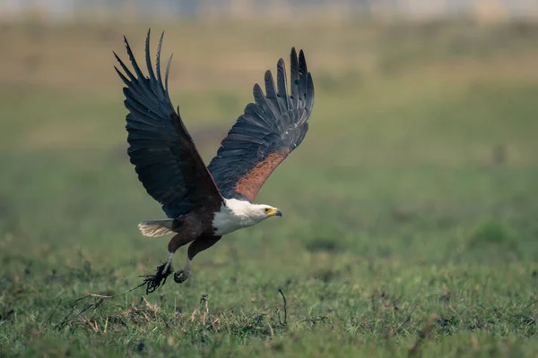Αφρικανικός Αετός Πετάει Χαμηλά Πάνω Από Την Πεδιάδα — Φωτογραφία Αρχείου