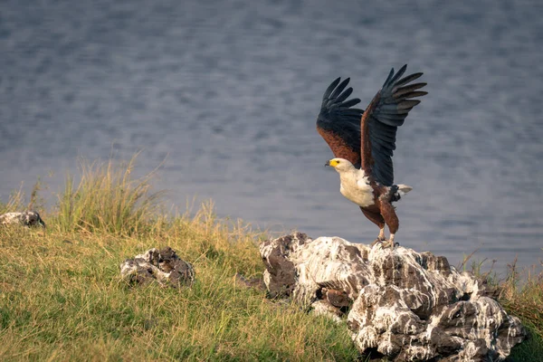 Afrikanischer Fischadler Fliegt Von Felsen Weg — Stockfoto