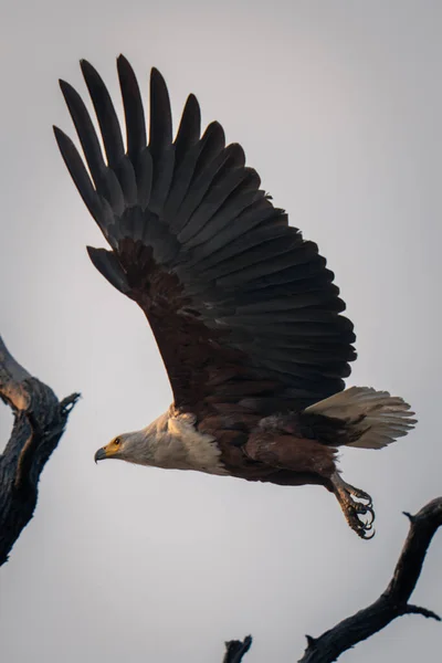 Африканский Орёл Пролетает Над Мёртвой Веткой — стоковое фото