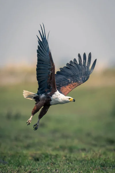 Африканский Орёл Пересекает Траву Поднимая Крылья — стоковое фото