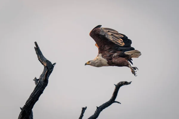 Águila Pescadora Africana Vuela Sobre Árbol Muerto — Foto de Stock