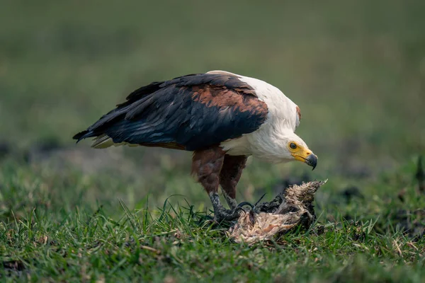 African Fish Eagle Lowers Head Fish — Stock Photo, Image