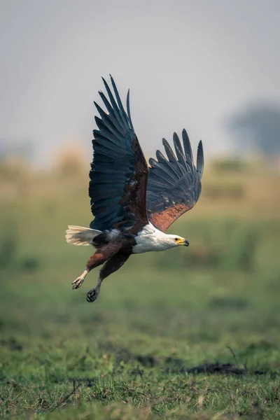 Águila Pescadora Africana Vuela Sobre Llanura Inundable Cubierta Hierba —  Fotos de Stock