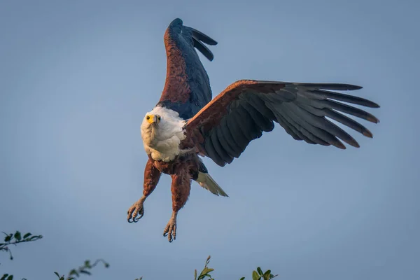 Águila Pescadora Africana Vuela Sobre Ramas Frondosas — Foto de Stock